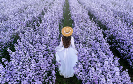 Lavender in Tasmania: Lavender Farms, Season, Tours and the Best Time to Visit