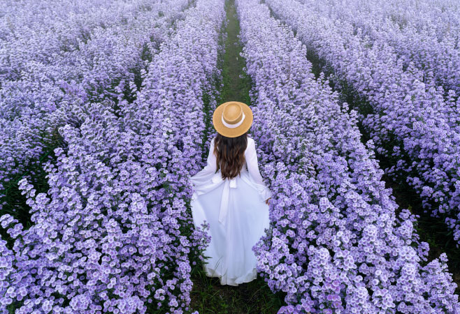 Purple lavender in Tasmania surrounded by green countryside