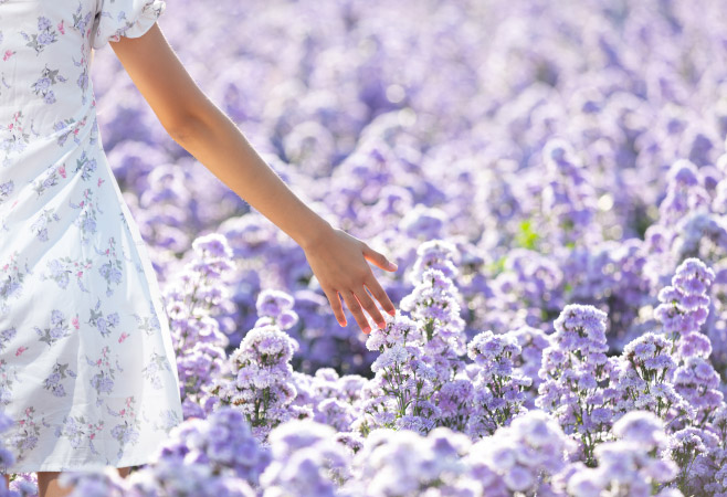Lavender fields blooming during the summer season in Tasmania
