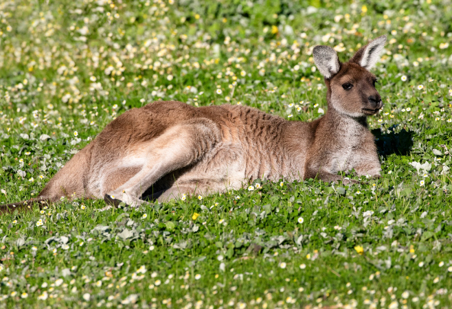 Why Margaret River Should Be on Your Australian Bucket List