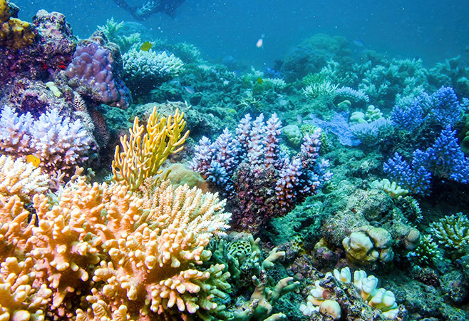 Great Barrier Reef Adventures: Marine Paradise at Your Doorstep