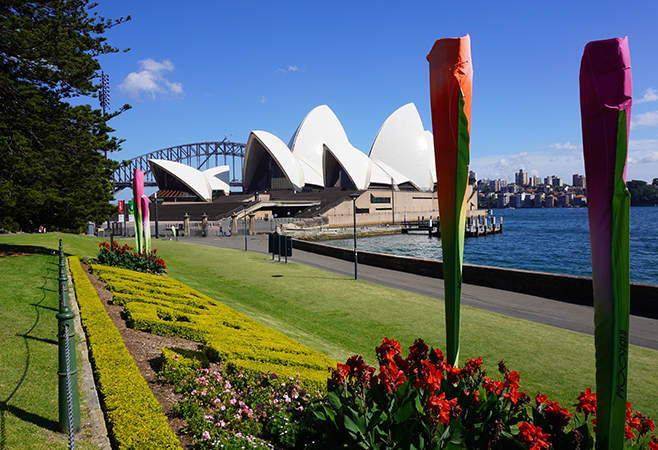 Mid-Morning Adventures: Embracing Sydney's Natural Beauty