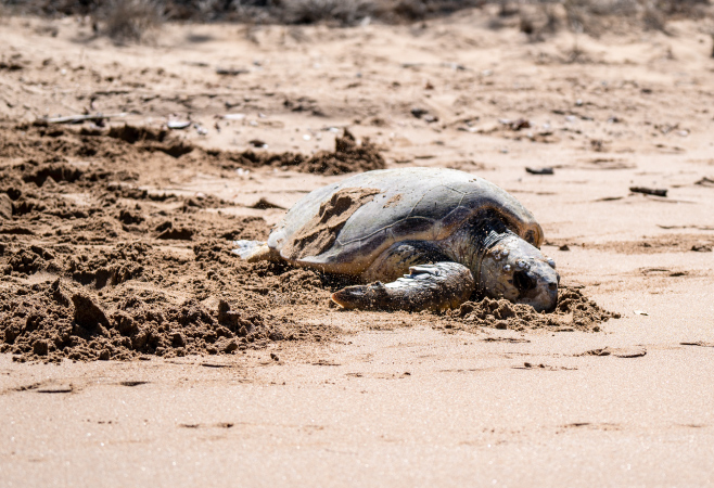 Natural Wonders: Wildlife and Marine Experiences