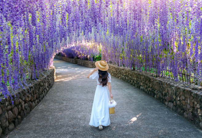 Lavender farm in Tasmania during peak flowering season