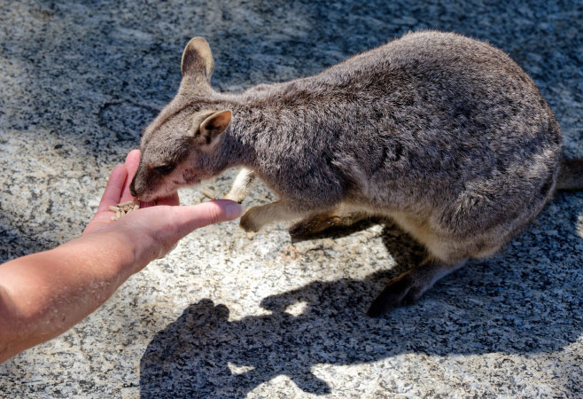 Quokka and scenic coastline at Rottnest Island, Western Australia