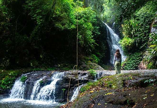 Daintree Rainforest: Ancient Wilderness Exploration