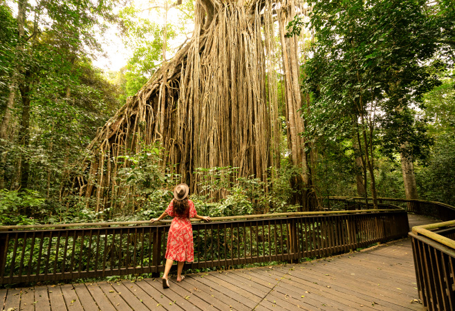 Nature and Hiking: Rainforest Adventures