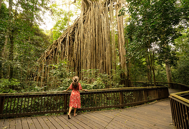 Rainforest Wilderness: Ancient Worlds and Cultural Heritage