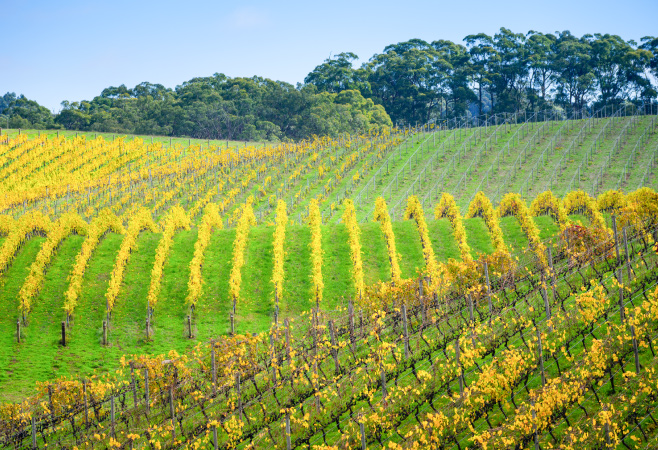 World-Class Viticulture in Adelaide, Australia