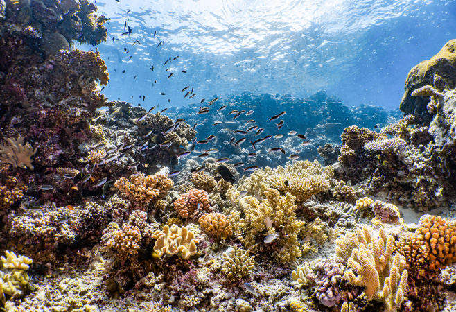 Essential Tips for Port Douglas Activities