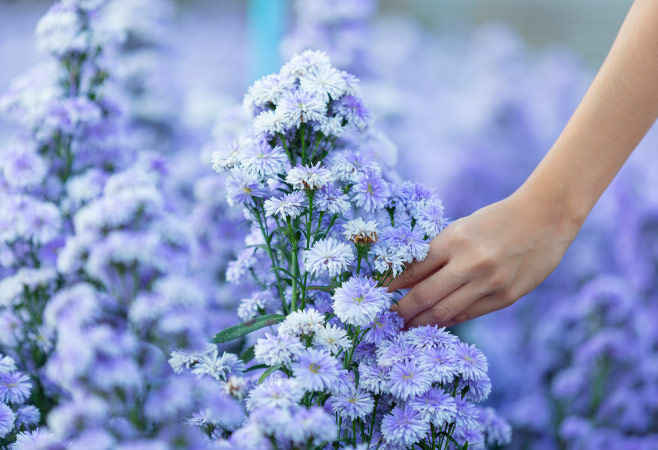 Etiquette for visitors when exploring lavender fields in Tasmania