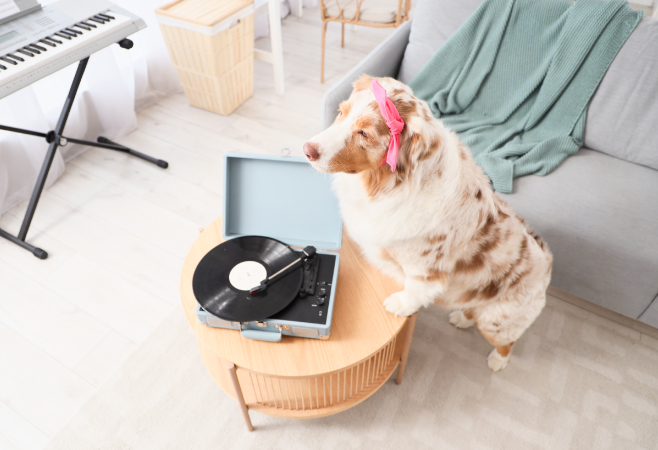 Australian Music and Vinyl: Local Sounds