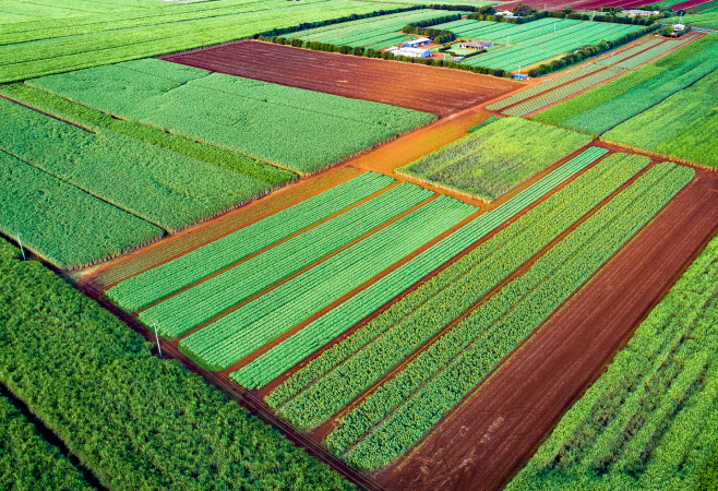 Food and Produce: Agricultural Bounty