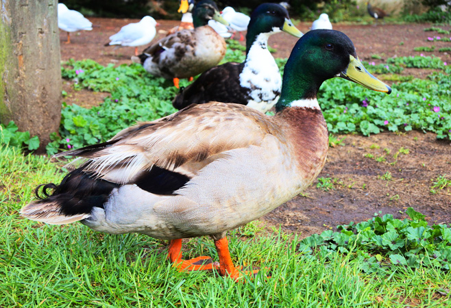 Local Tips and Practical Advice in Kingston, Tasmania