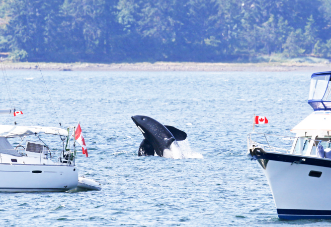 Experience the wild beauty on Cape Breton Island through up-close encounters with its rich and varied wildlife Experience the wild beauty on Cape Breton Island through up-close encounters with its rich and varied wildlife